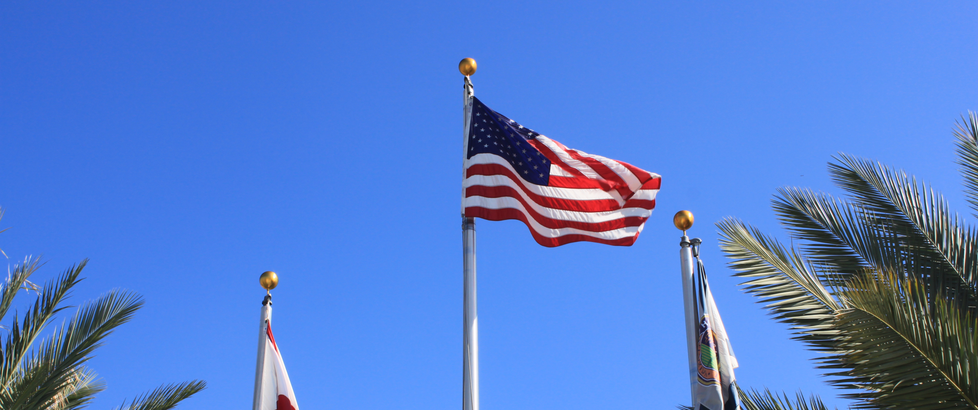 American Flag and Palm Trees